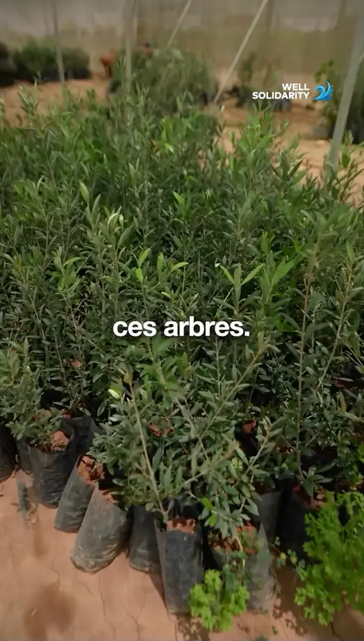 Young trees in pots in a greenhouse.