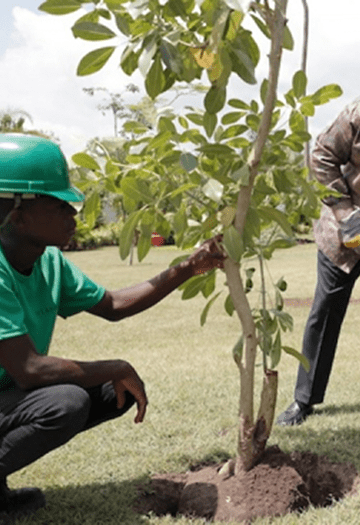 Person planting a tree wearing a green helmet.