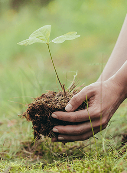 Hand holding a young seedling in soil.